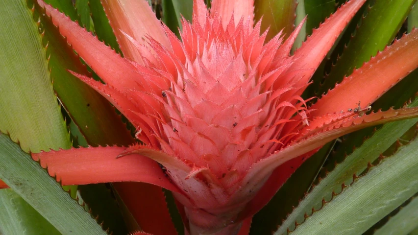 close up of a plant with long leaves and red flowers