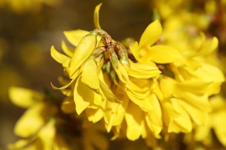 the very large flowers have long stems