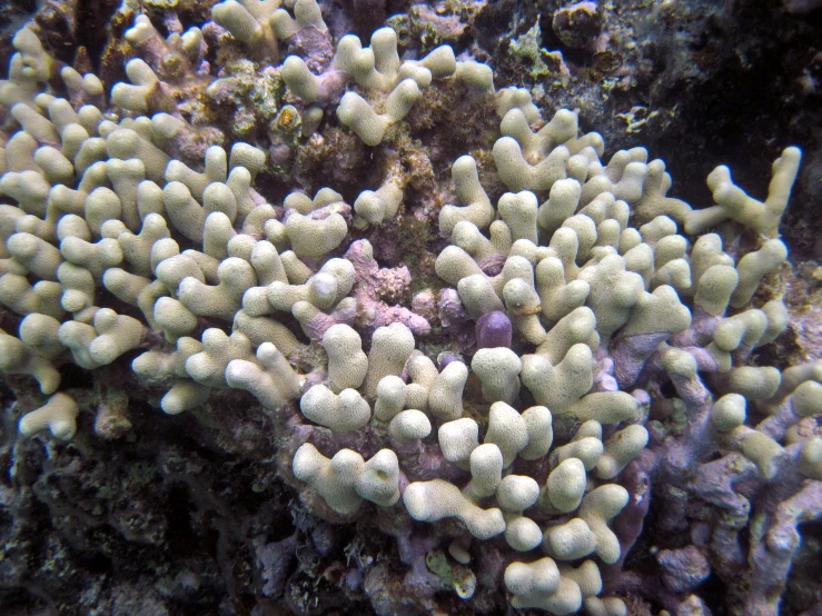 the corals are growing out of the water