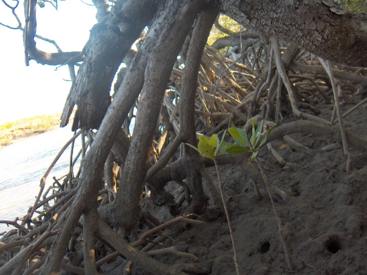 small green plant grows on a nch next to water