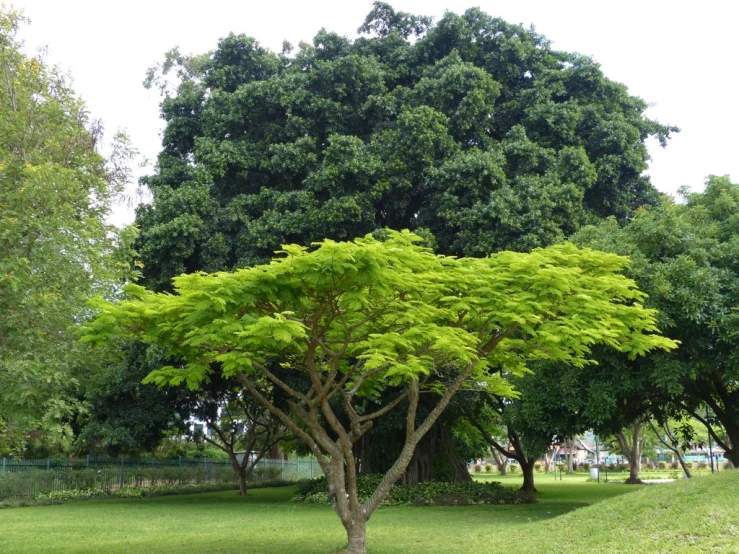 a grassy area near a large tree in front of it