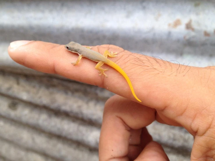 a lizard sitting on top of someones finger with no limbs