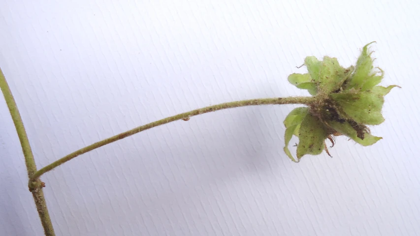 a plant with white flowers on it's stems