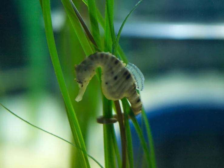 a seahorse rests in tall grass in a zoo