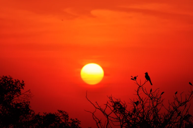 a sunset with a bird silhouetted against it