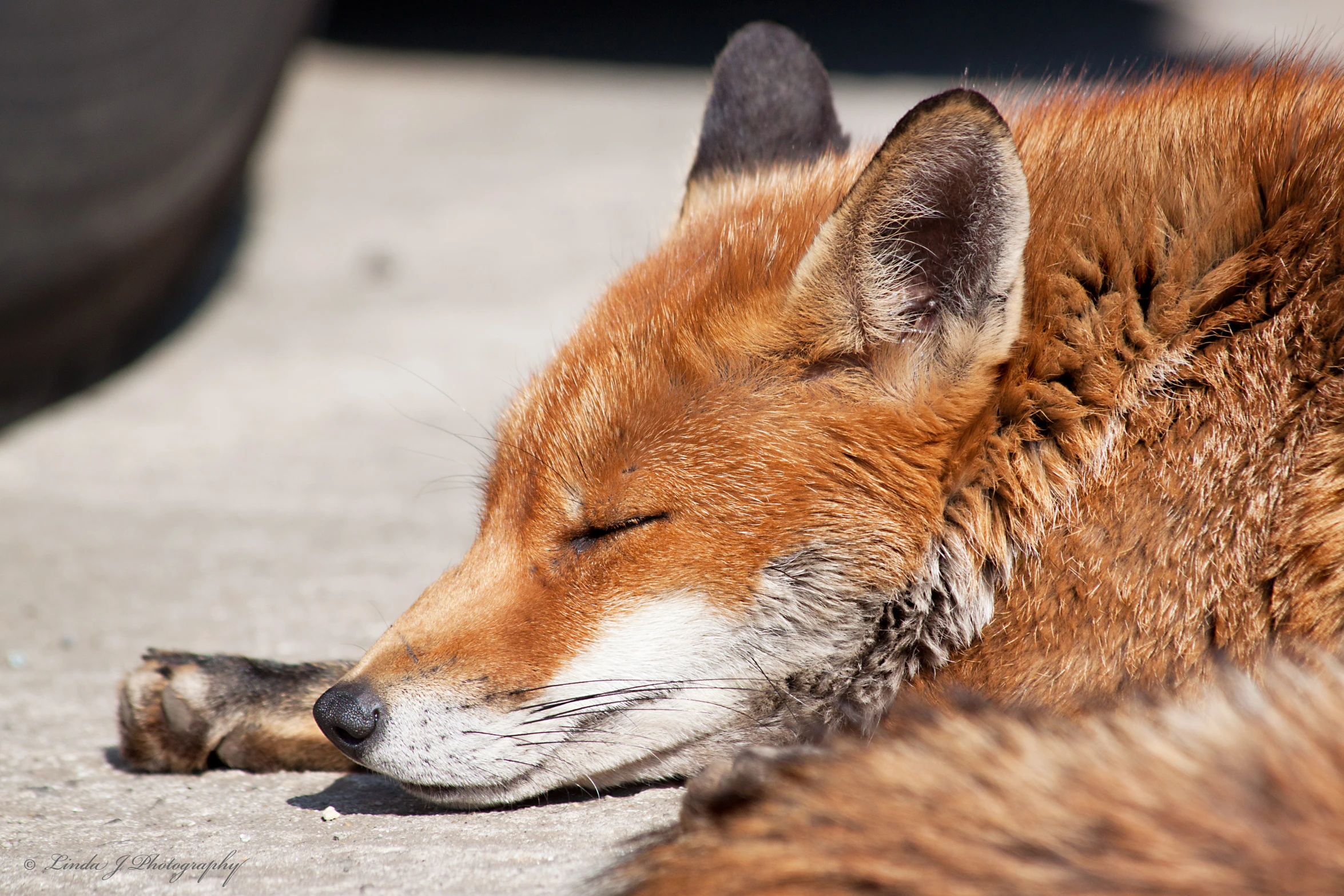 a red fox is laying down on the ground