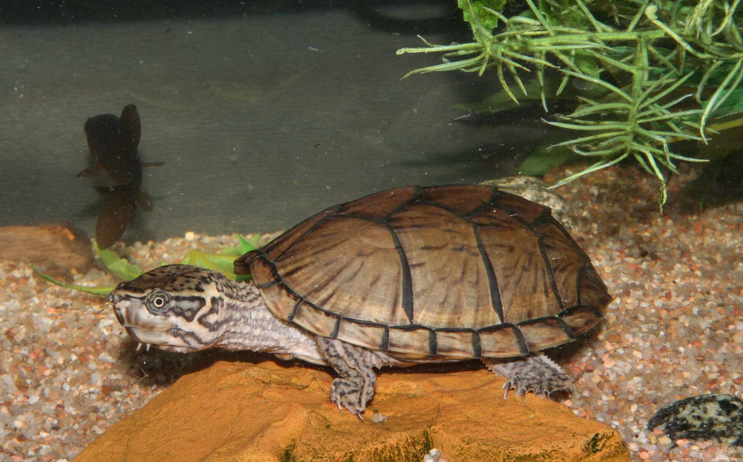 turtle is looking over at plants and water