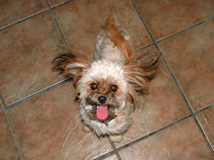 the dog is standing on the tiled floor