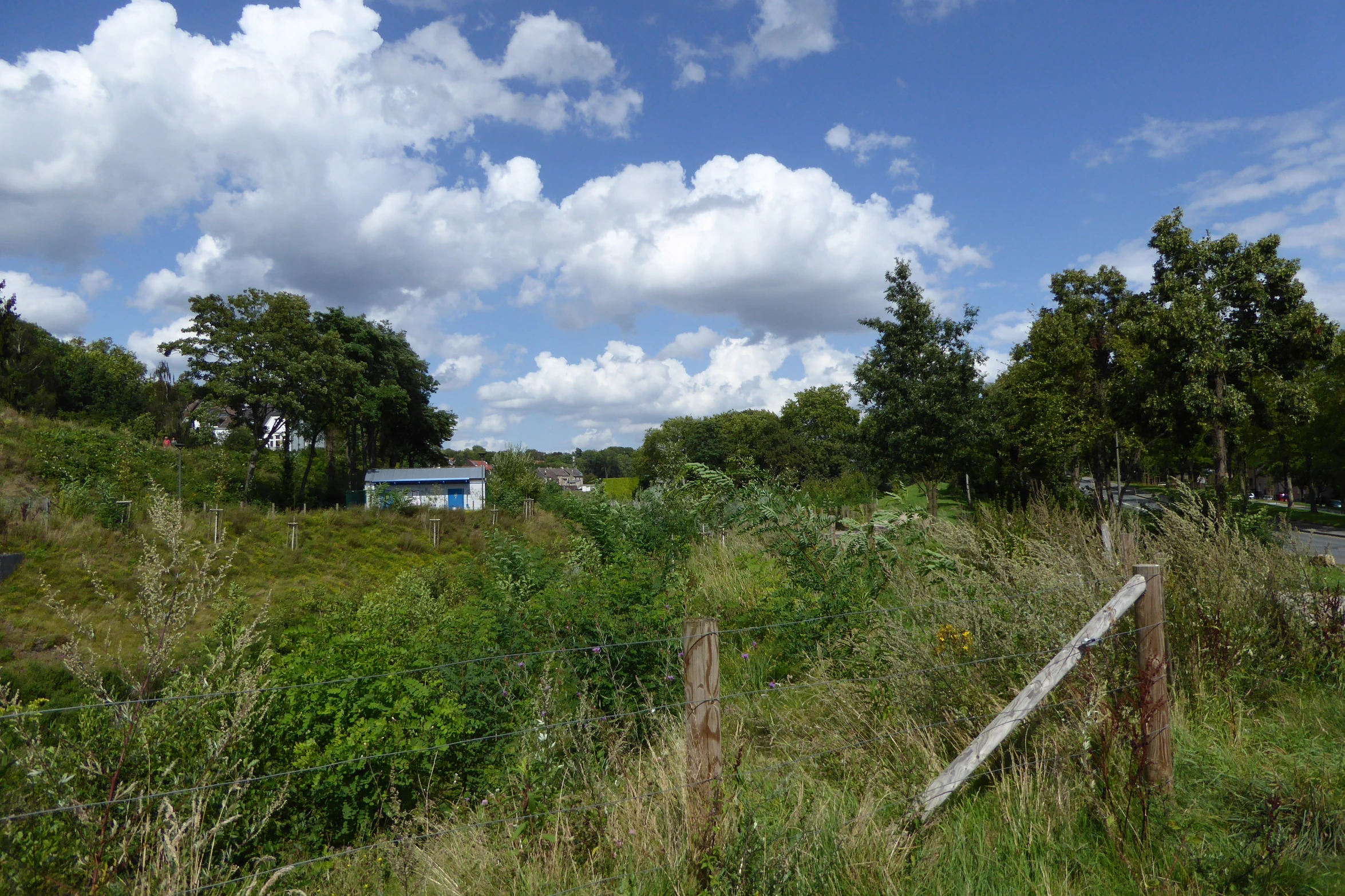 the landscape has tall weeds, bushes and trees