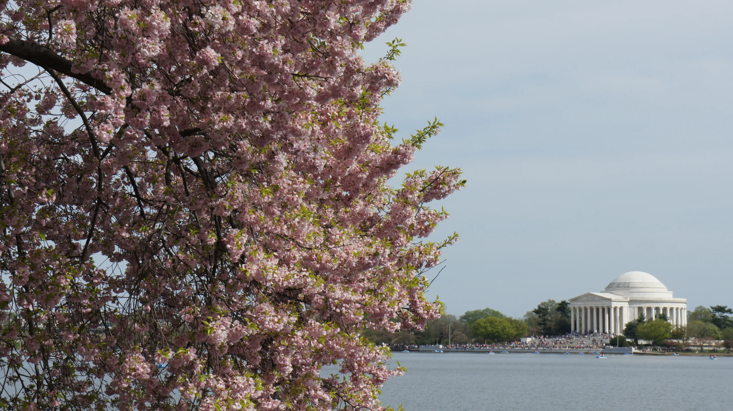 flowers are blooming near the washington memorial