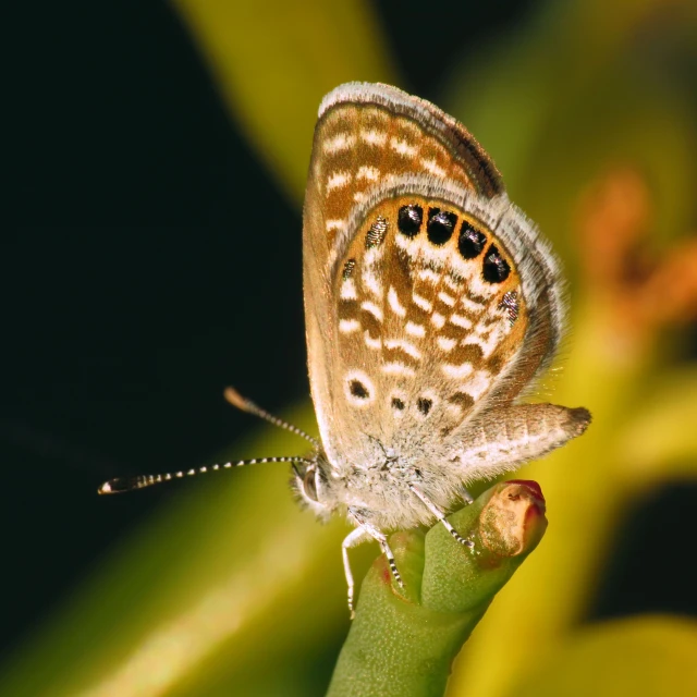 a small erfly on a stem in front of some plants