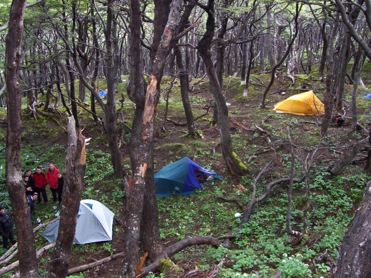 group of people camping in the woods