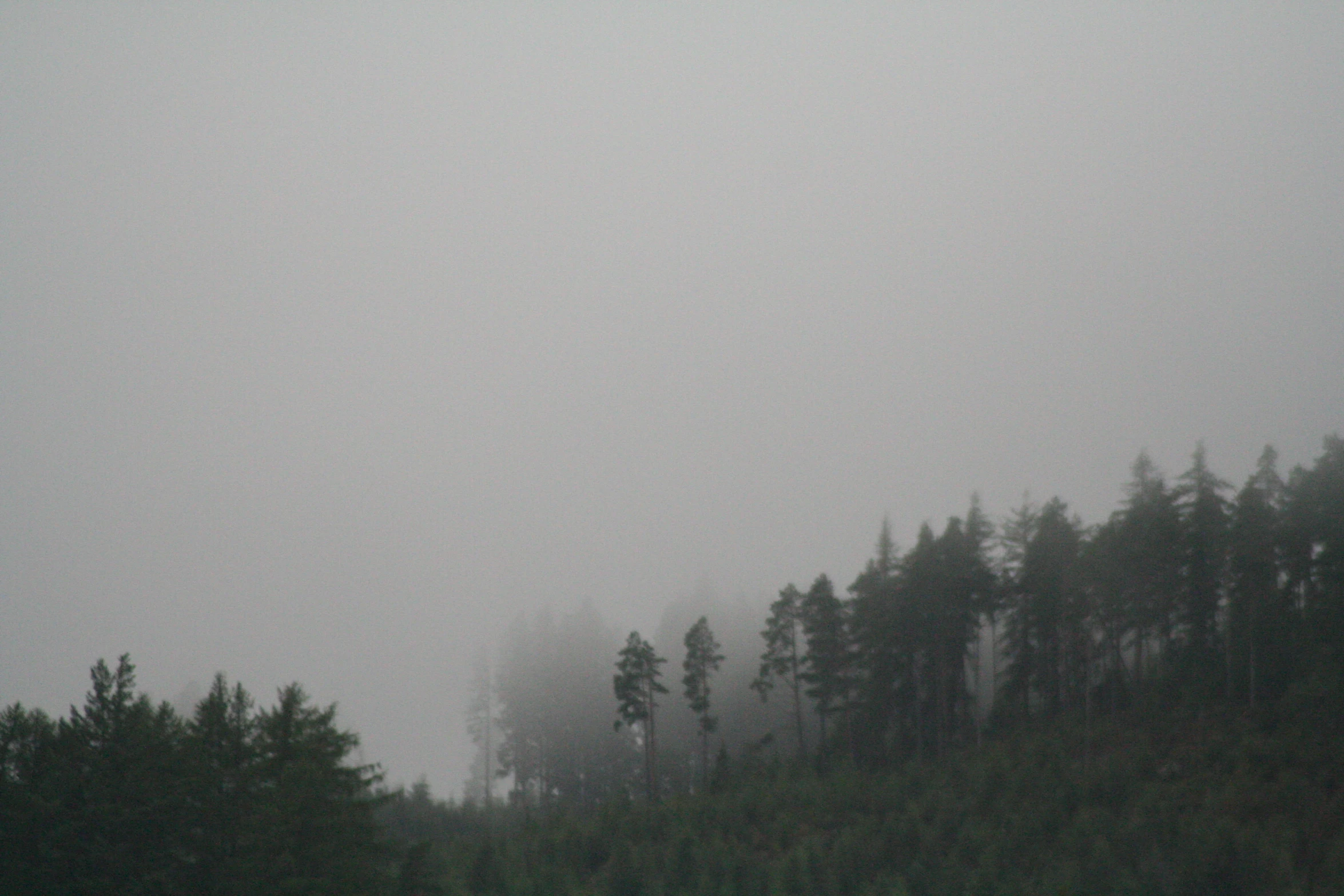 a foggy day in a forested forest on a hill