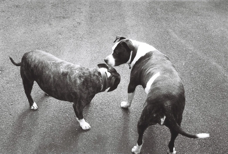 two dogs standing on a beach facing each other