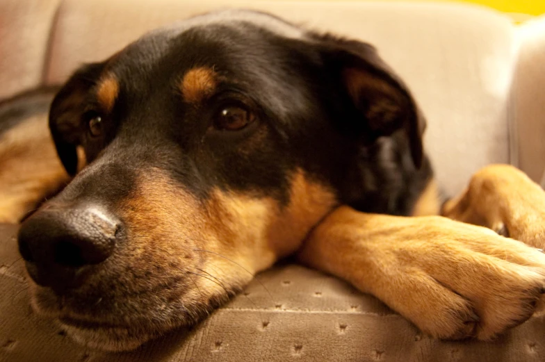 a dog is laying on the couch with his eyes close