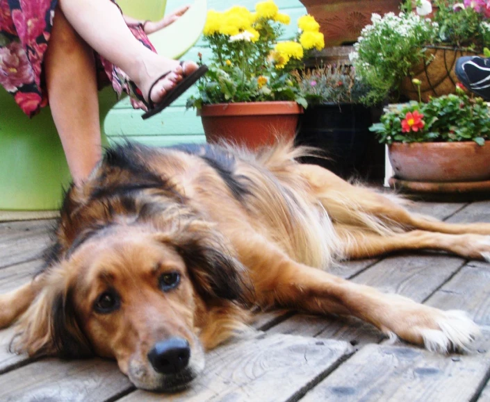 dog laying on deck near person with flower pots in background