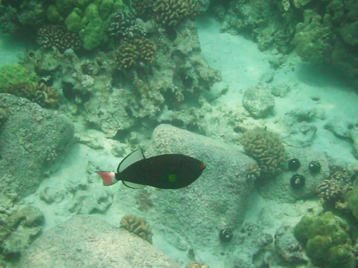 a black and white fish swimming near a rock