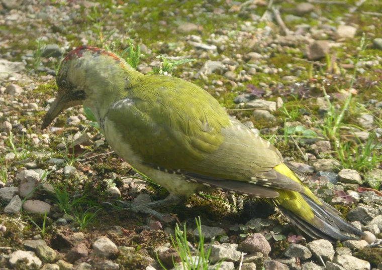 a green bird sitting on top of a grass covered field