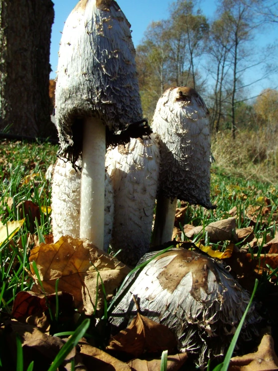 the two big mushrooms are covered in lichen