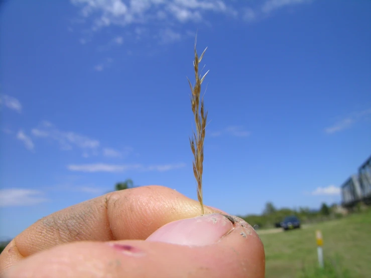 small long grass growing in hand of someone