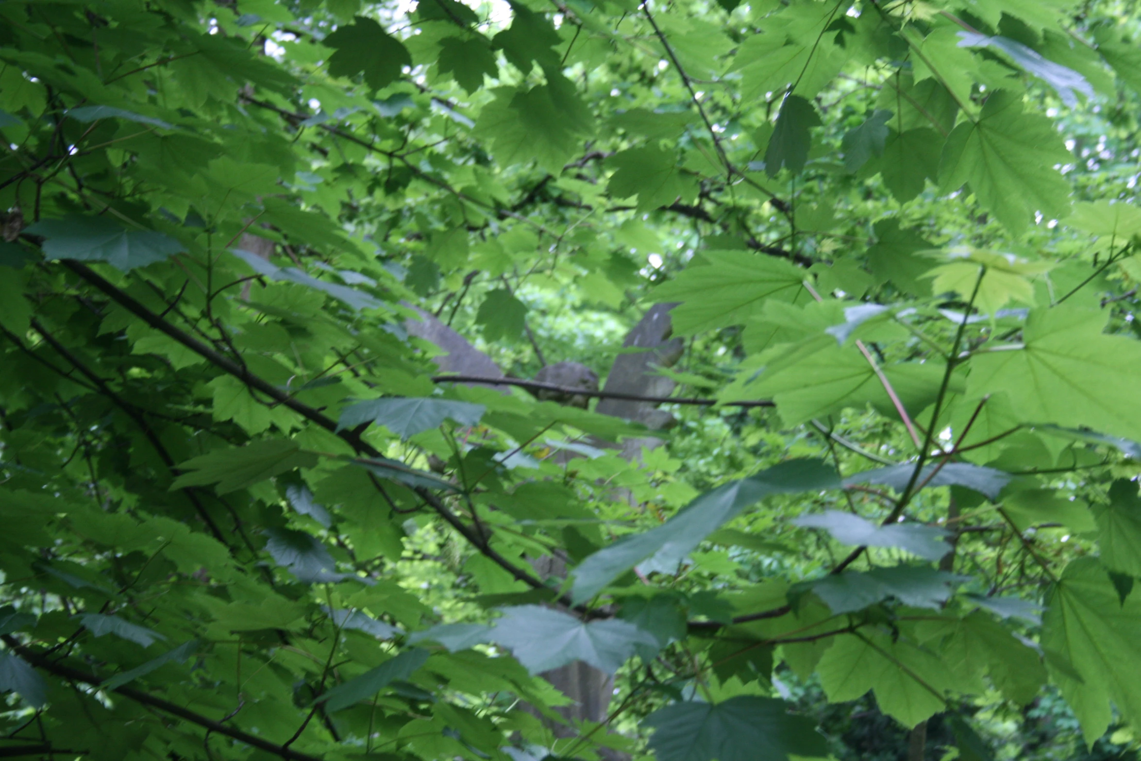 close up view of green leaves with many others in the background