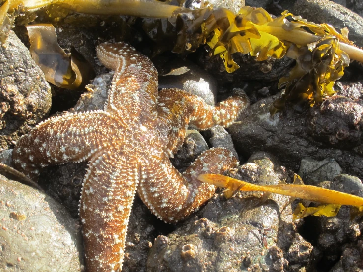 small starfish on rocks at edge of water