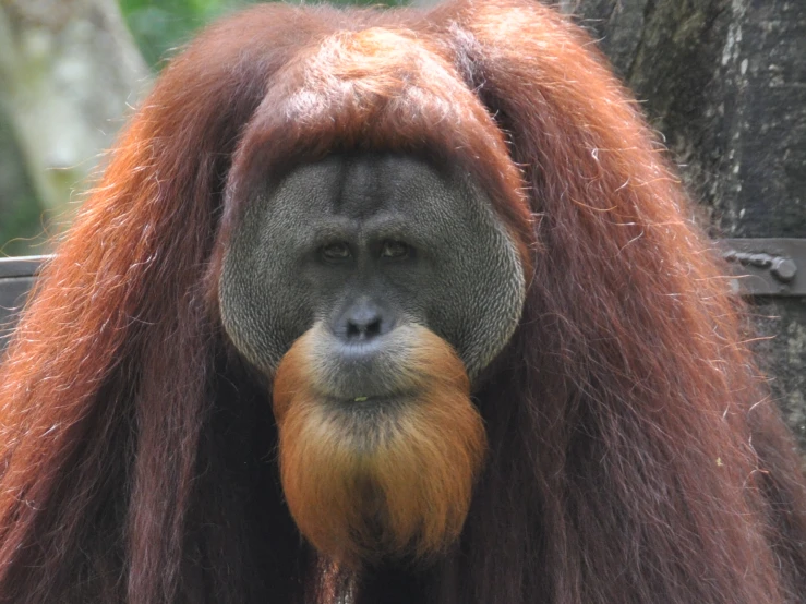 an orange headed oranguel is looking around