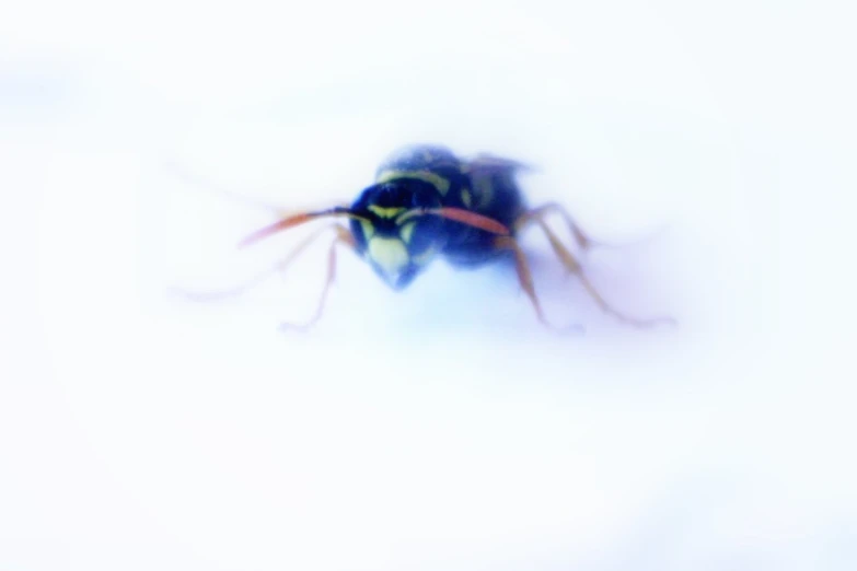 a blue insect in motion, with one eye opened