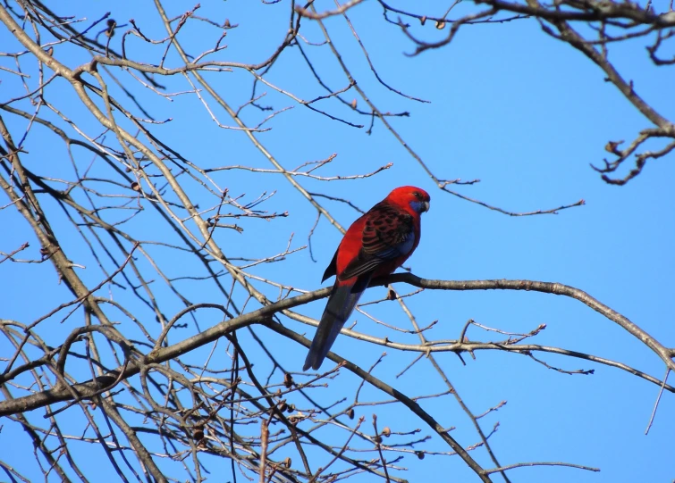 a red bird sits in a tree, with a blue sky behind it