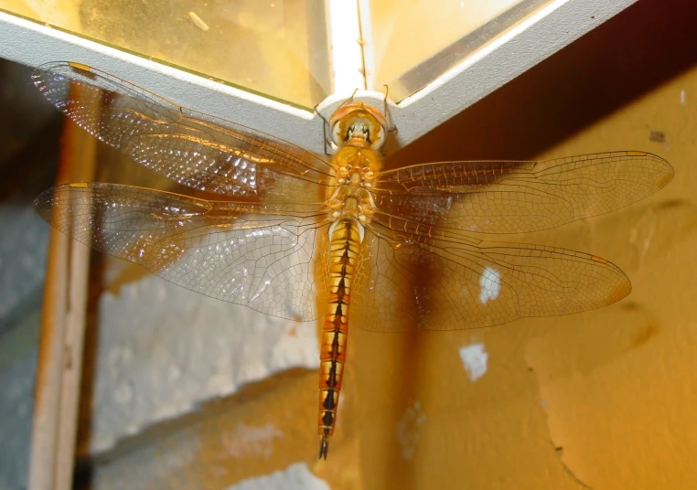 a close up of a dragonfly near a glass window