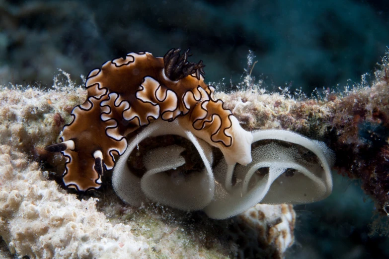 a couple of small sea animals that are on the top of a rock