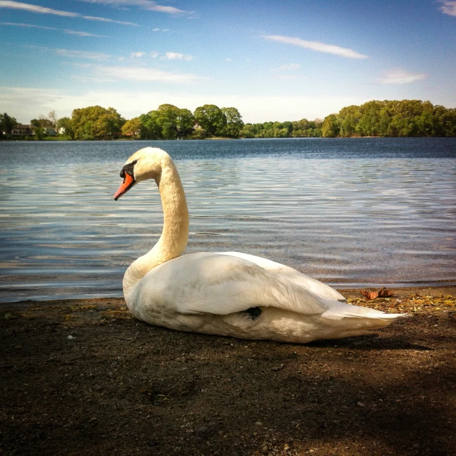 a large swan laying on top of a lake