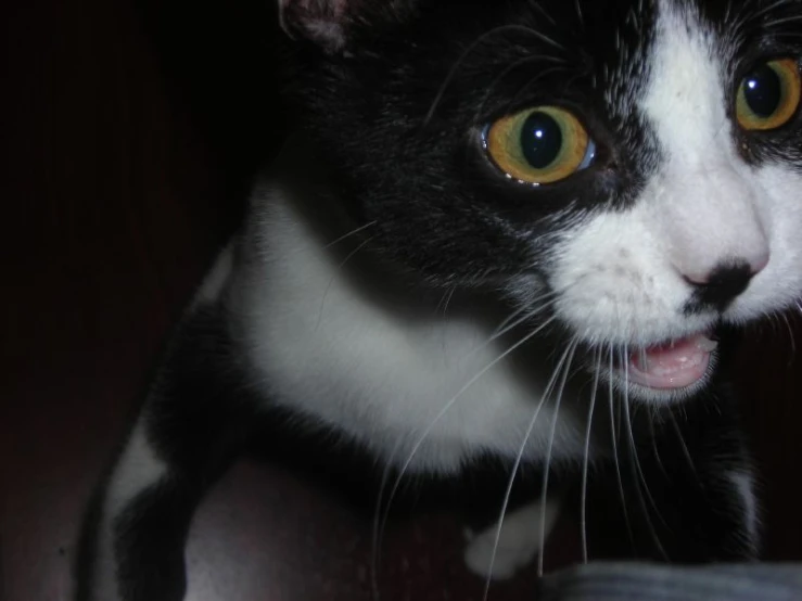 a black and white cat with yellow eyes sticking its tongue out