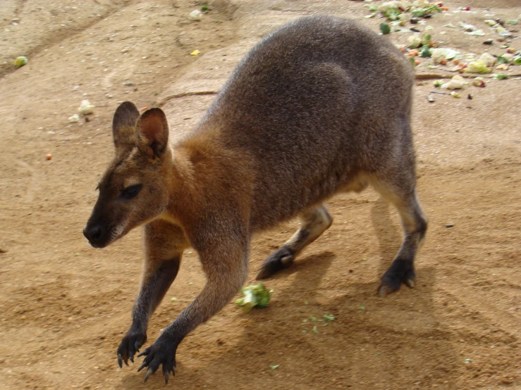 a kangaroo in the dirt near other food