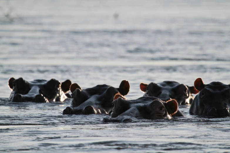 several cows wading through a lake and drinking water