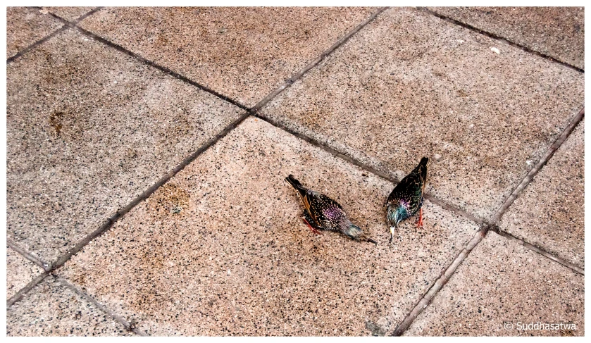 two small birds are laying on a tile surface