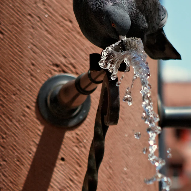 a small bird is drinking water out of a faucet