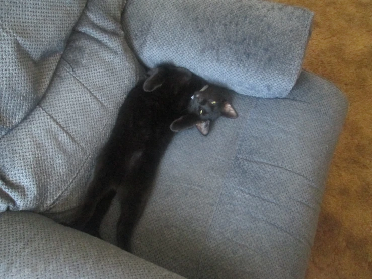 a cat lays on its back against a gray couch