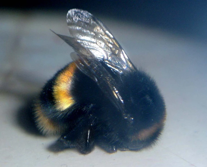 a yellow and black bee with white patches sitting on top of a table