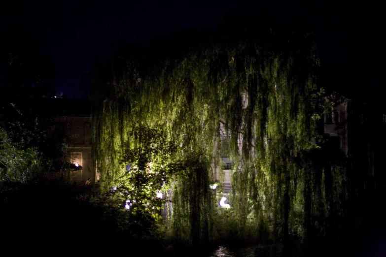 an old tree that has turned into a tree with lights on it