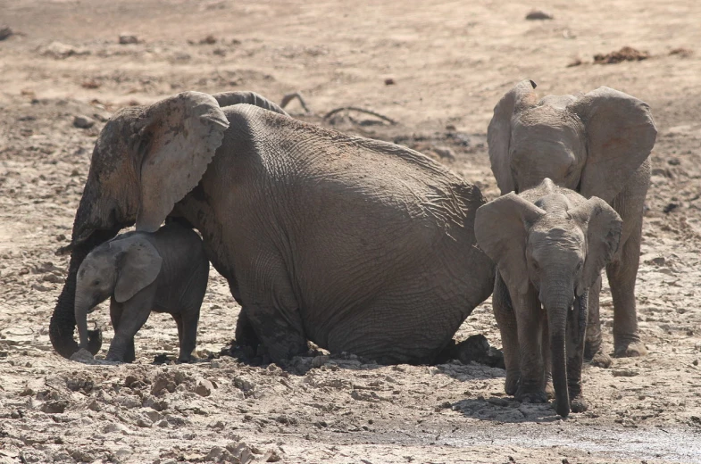 two adult elephants and two baby elephants stand in the mud