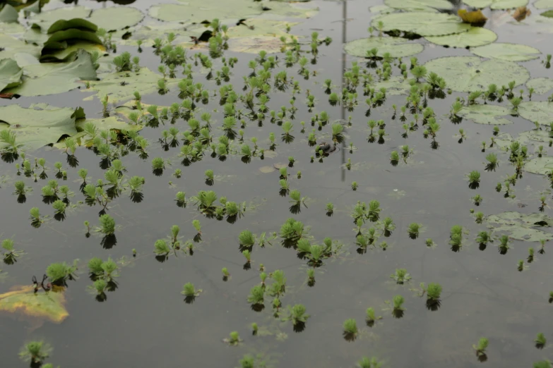 the water has many plants growing out of it