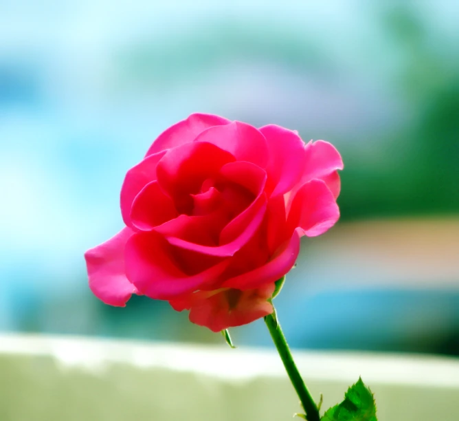 a pink rose sits alone on the table