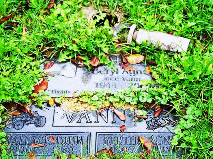 a grave laying in some green grass in the sun