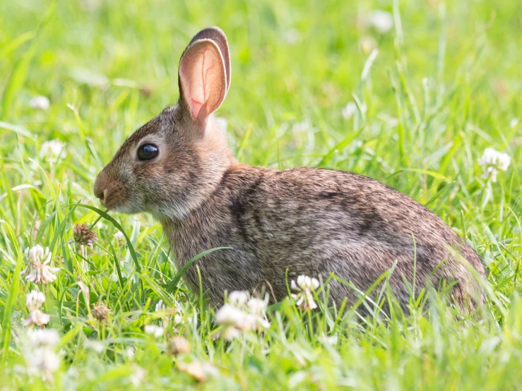 a rabbit is sitting in a field with flowers