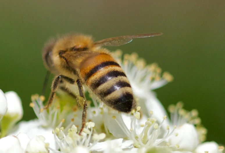 a bee is in the middle of the flower