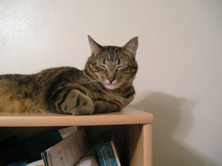 a cat is laying on top of a book shelf