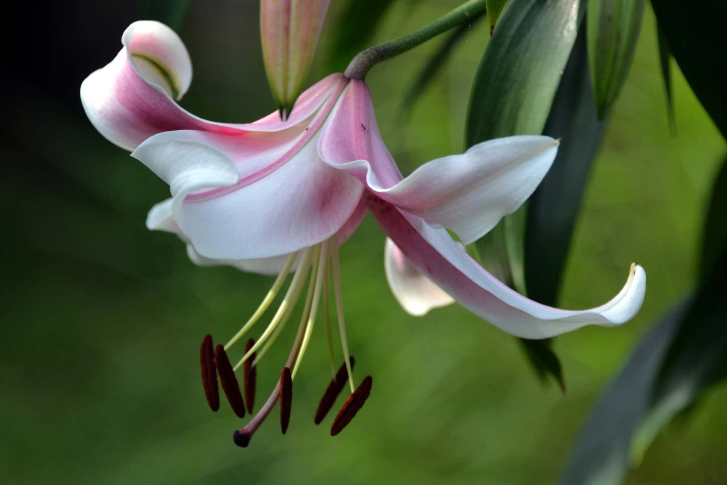 this is a pink and white flower in bloom