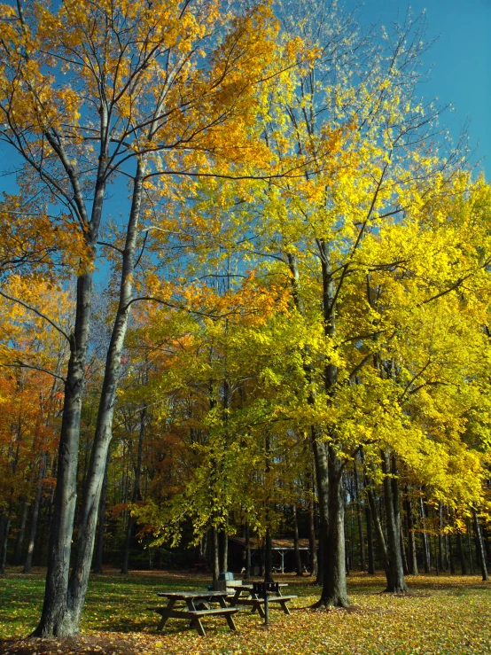 park bench under tree with yellow and orange leaves