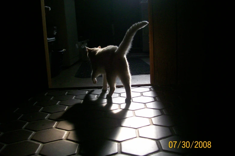 a cat is walking around in the dark